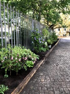 Schneebeere, Hibiscus und andere Pflanzen im neuen Hofgarten